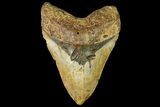 Massive, Fossil Megalodon Tooth - North Carolina #158238-2